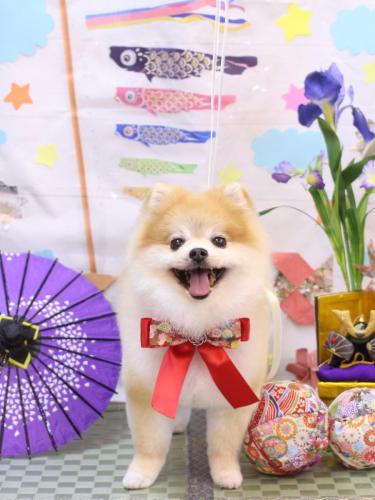 20240504モコくん